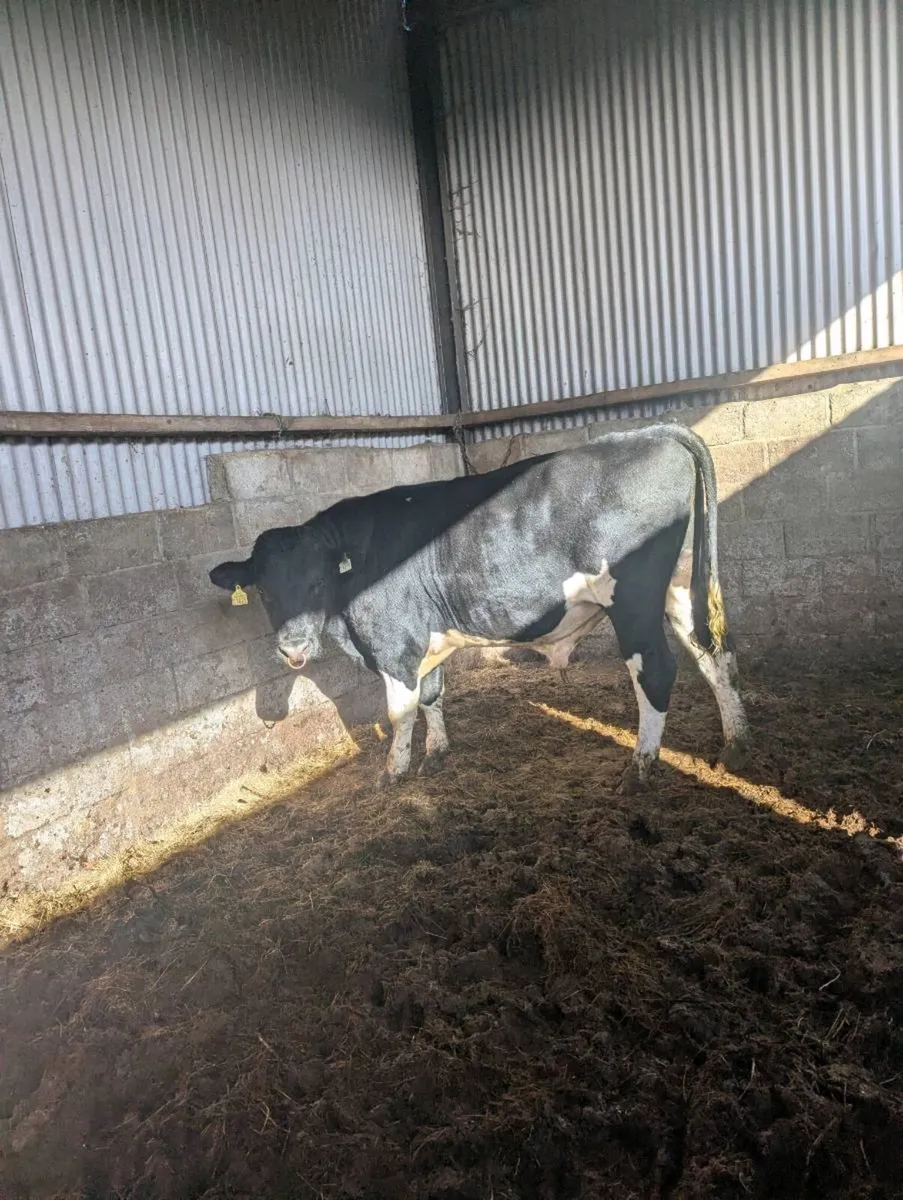 High ebi freisian bull - Image 4