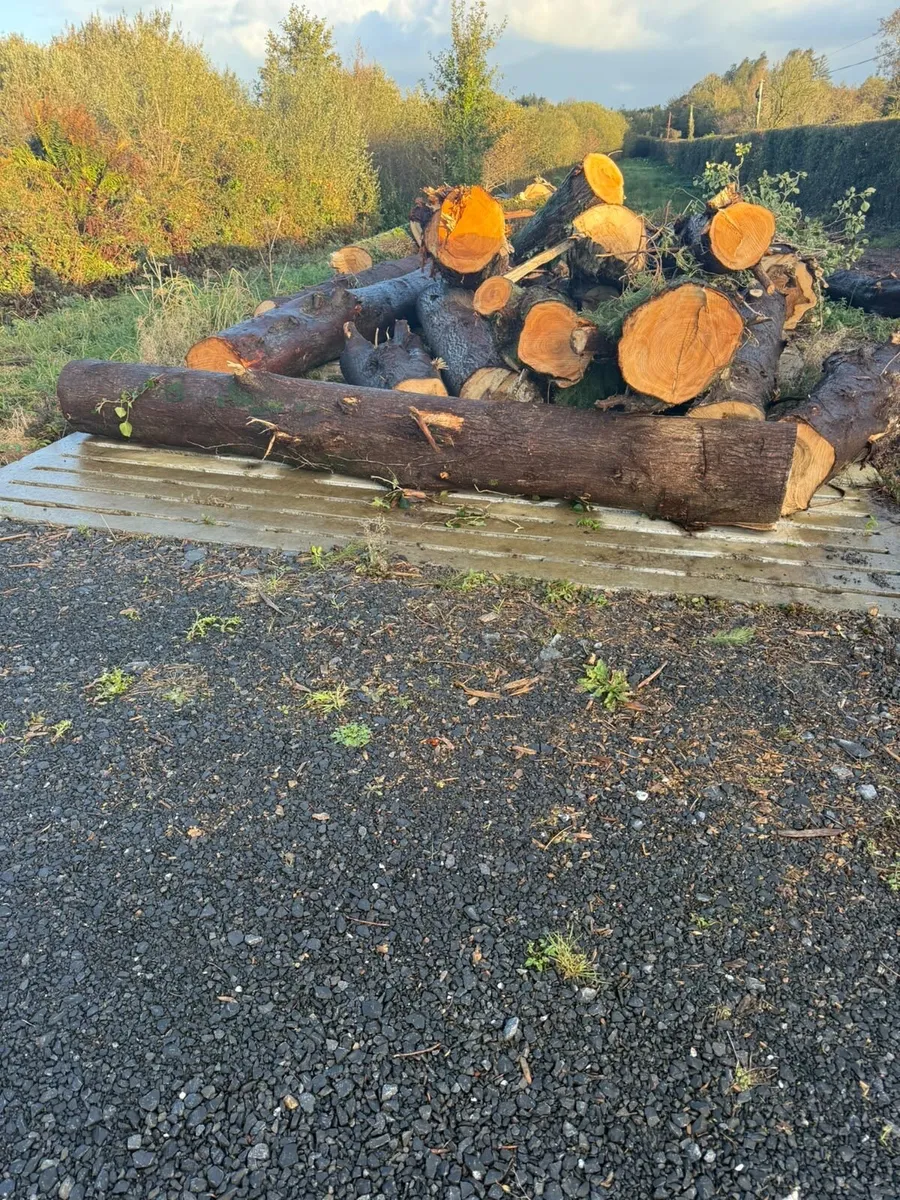 Lengths of timber for firewood - Image 1