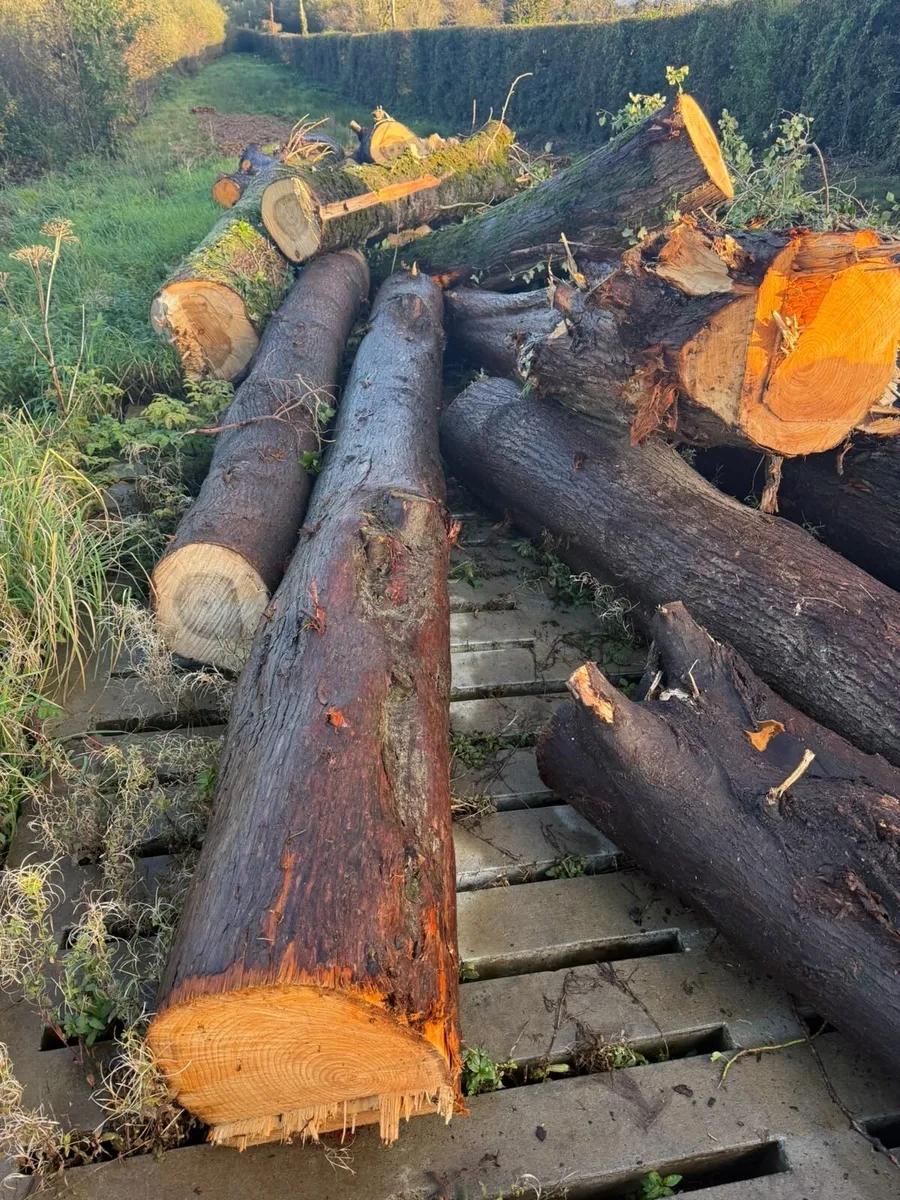 Lengths of timber for firewood - Image 3