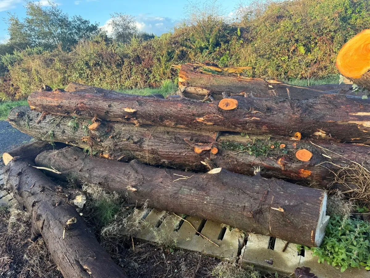 Lengths of timber for firewood - Image 4