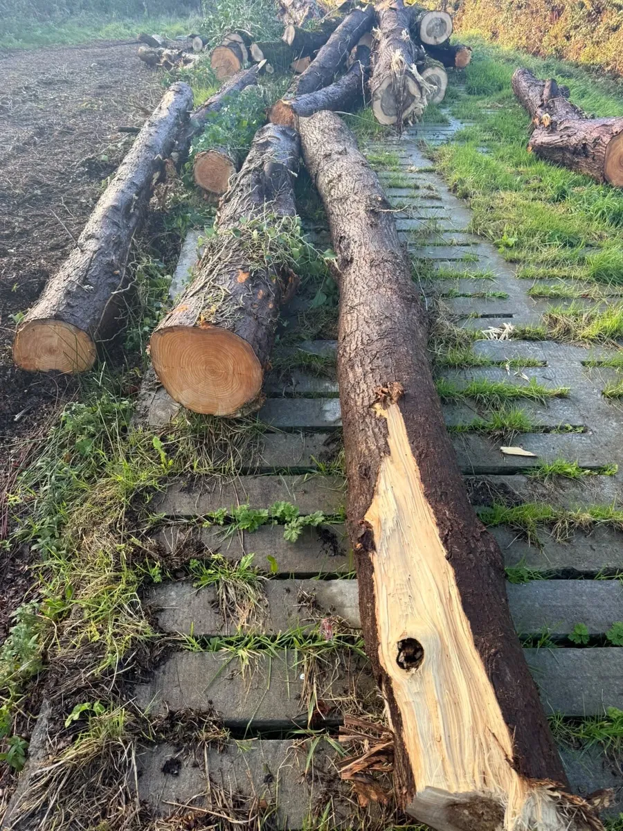 Lengths of timber for firewood - Image 2