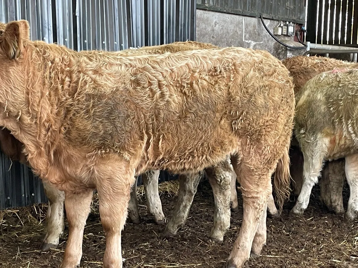 10 outstanding yellow Charlie heifers - Image 2