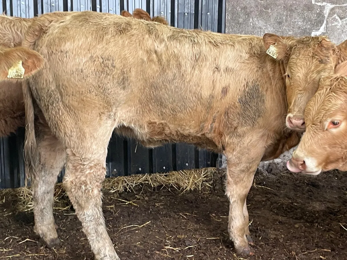 10 outstanding yellow Charlie heifers - Image 4