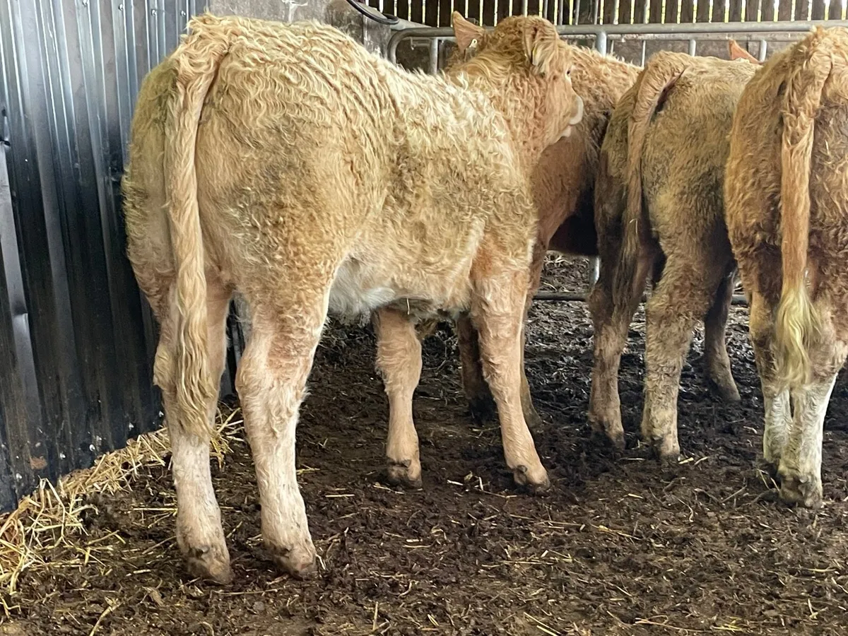 10 outstanding yellow Charlie heifers - Image 3