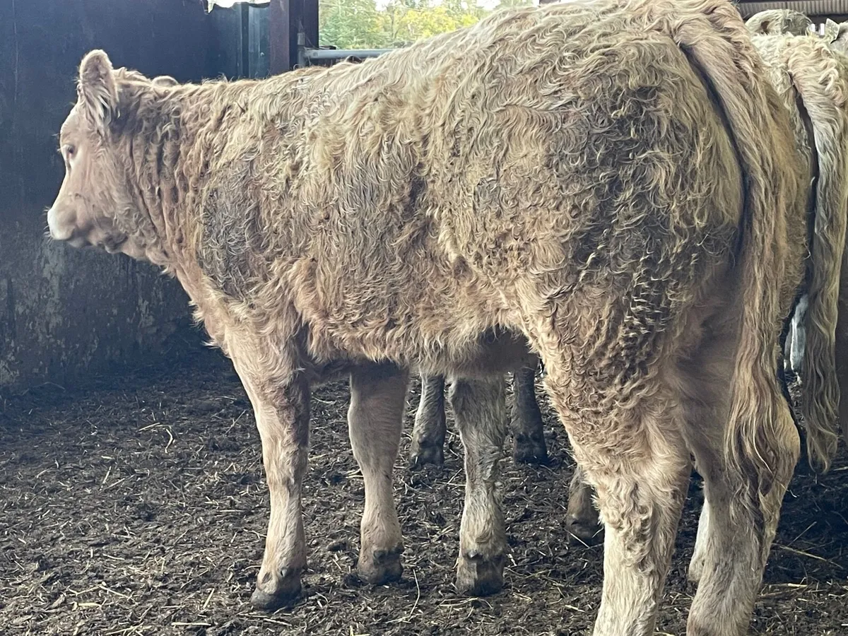 10 outstanding yellow Charlie heifers - Image 1