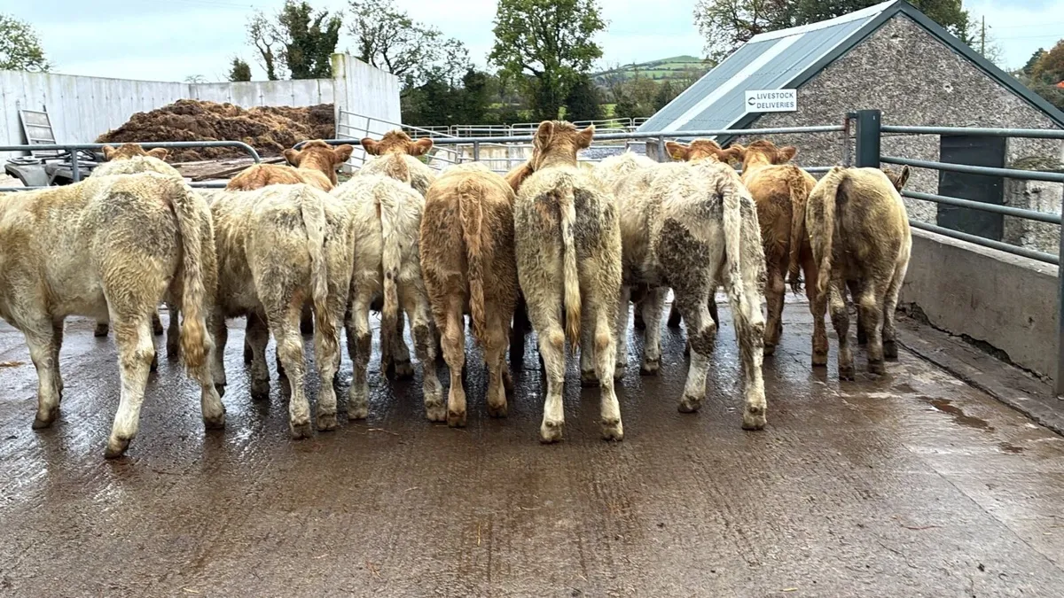 16 super 350 kg charlaois heifers - Image 1