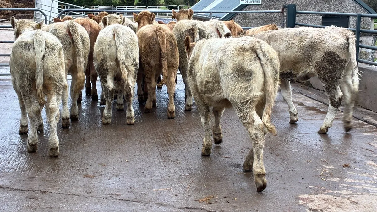16 super 350 kg charlaois heifers - Image 2
