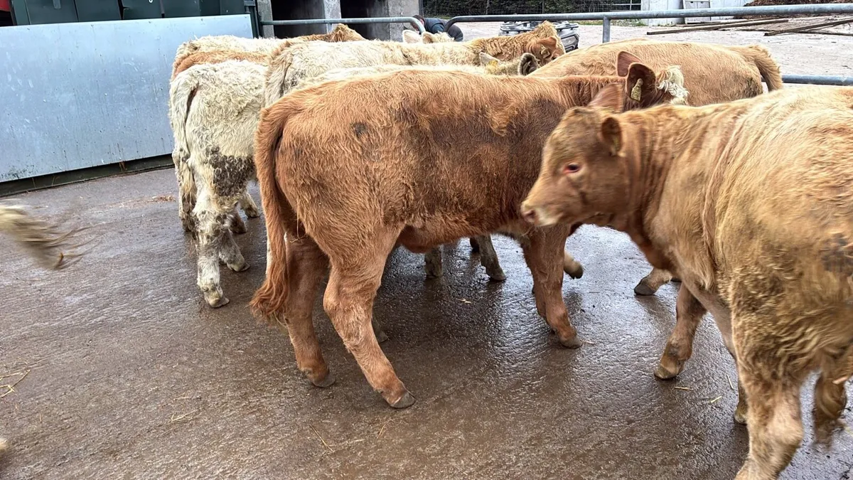 16 super 350 kg charlaois heifers - Image 4
