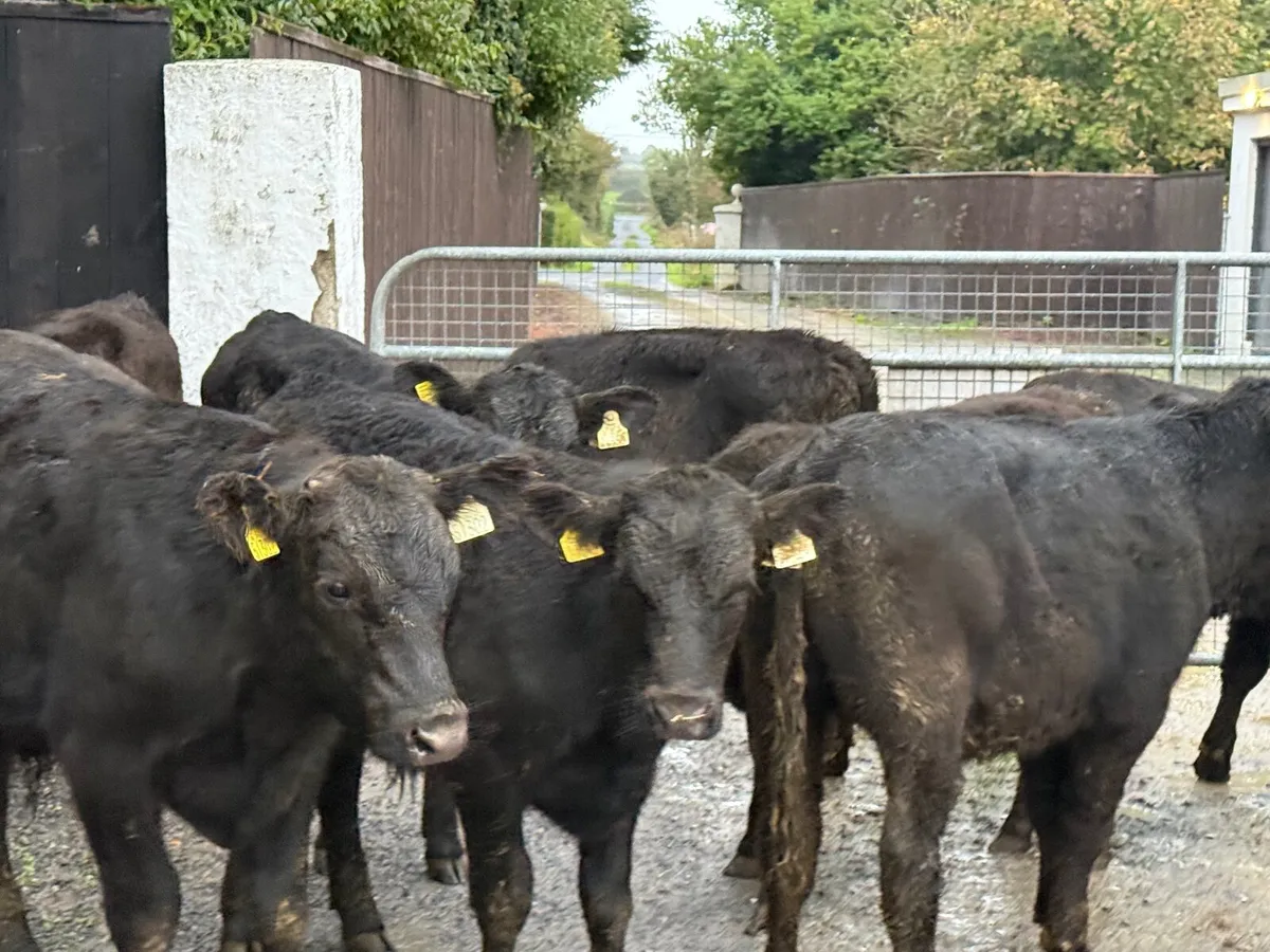 8 ANGUS BULLOCKS ( 230 KGS HOMEBRED) - Image 3