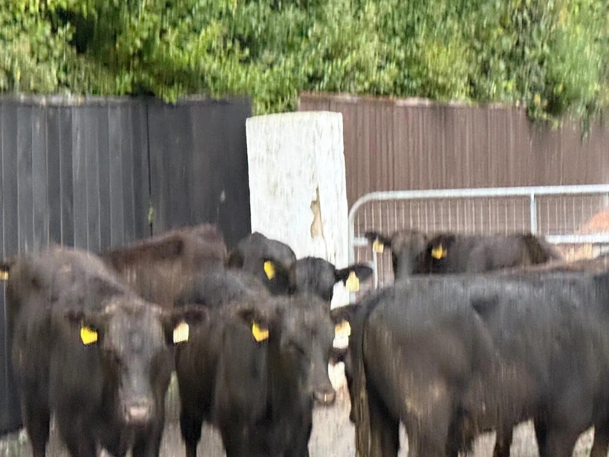 8 ANGUS BULLOCKS ( 230 KGS HOMEBRED) - Image 4
