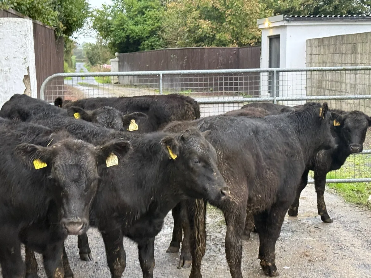 8 ANGUS BULLOCKS ( 230 KGS HOMEBRED) - Image 2