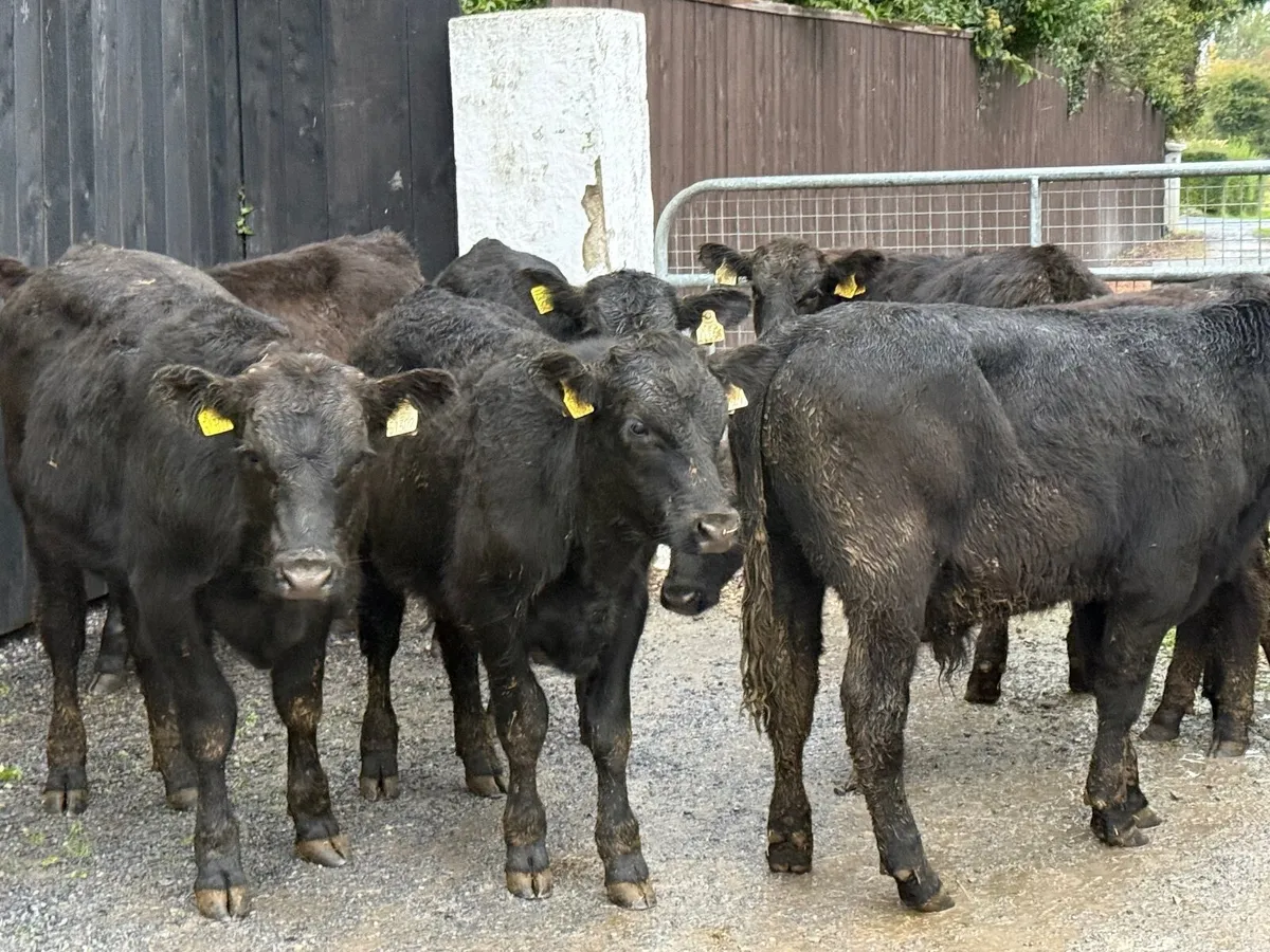 8 ANGUS BULLOCKS ( 230 KGS HOMEBRED) - Image 1