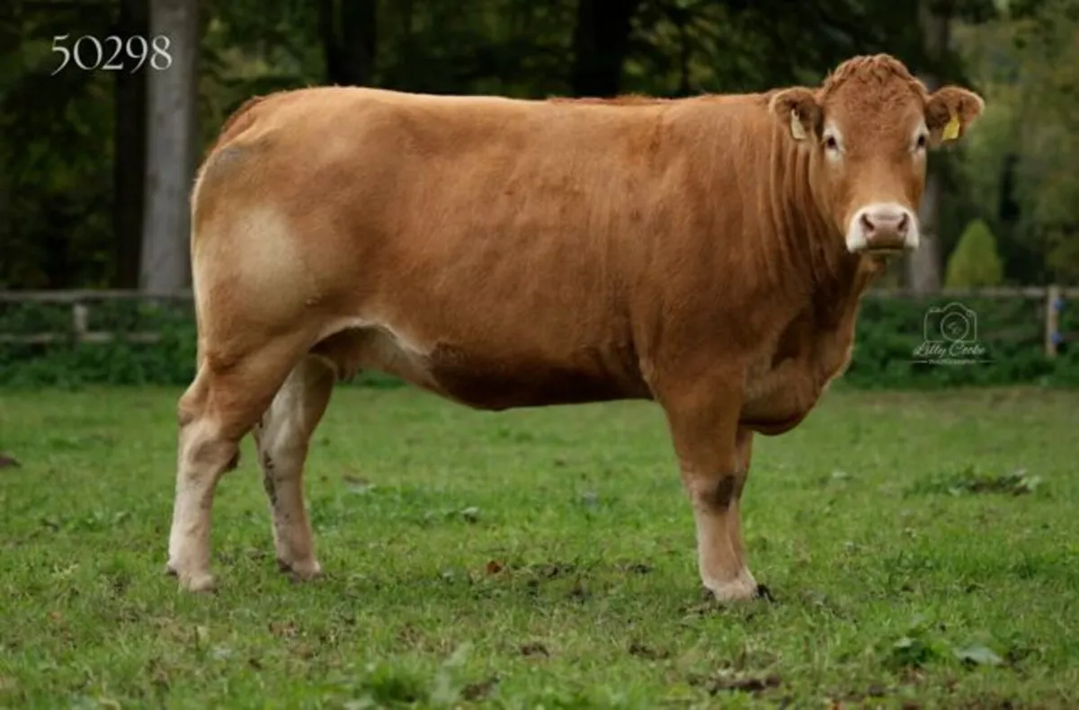 Grangecon Limousin Dispersal - Image 2
