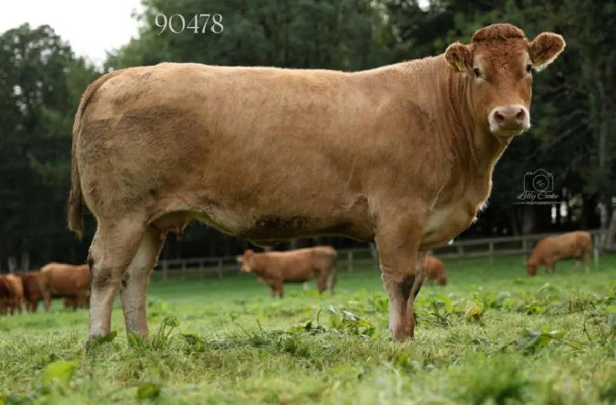 Grangecon Limousin Dispersal - Image 3