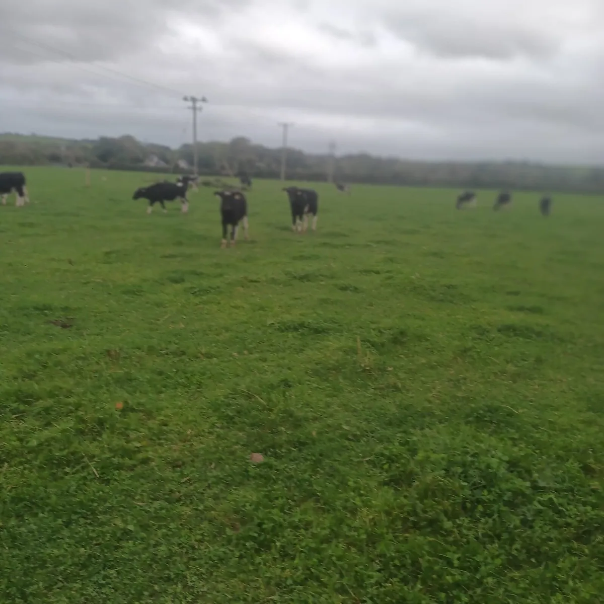 Friesian Bullock - Image 3