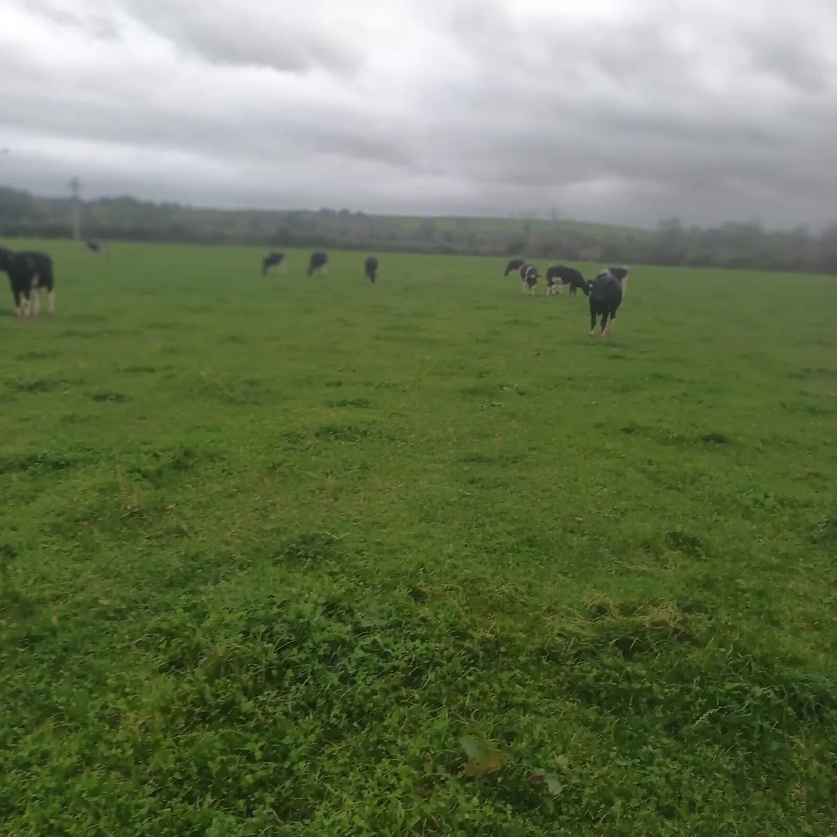 Friesian Bullock - Image 4