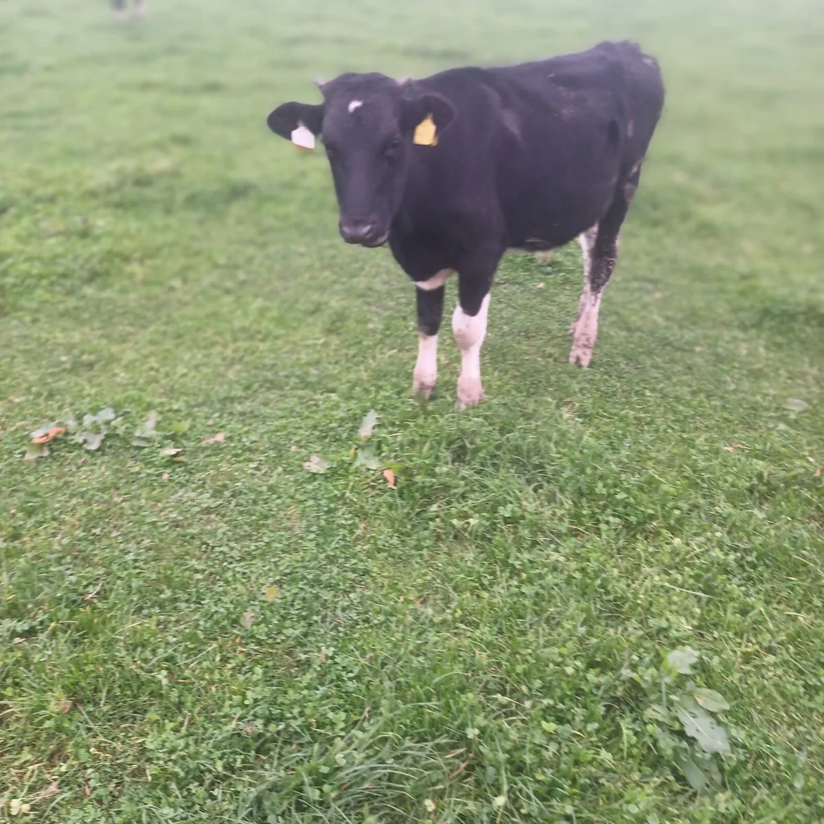 Friesian Bullock - Image 1