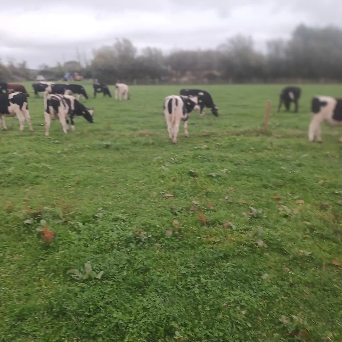 Friesian Bullock - Image 2