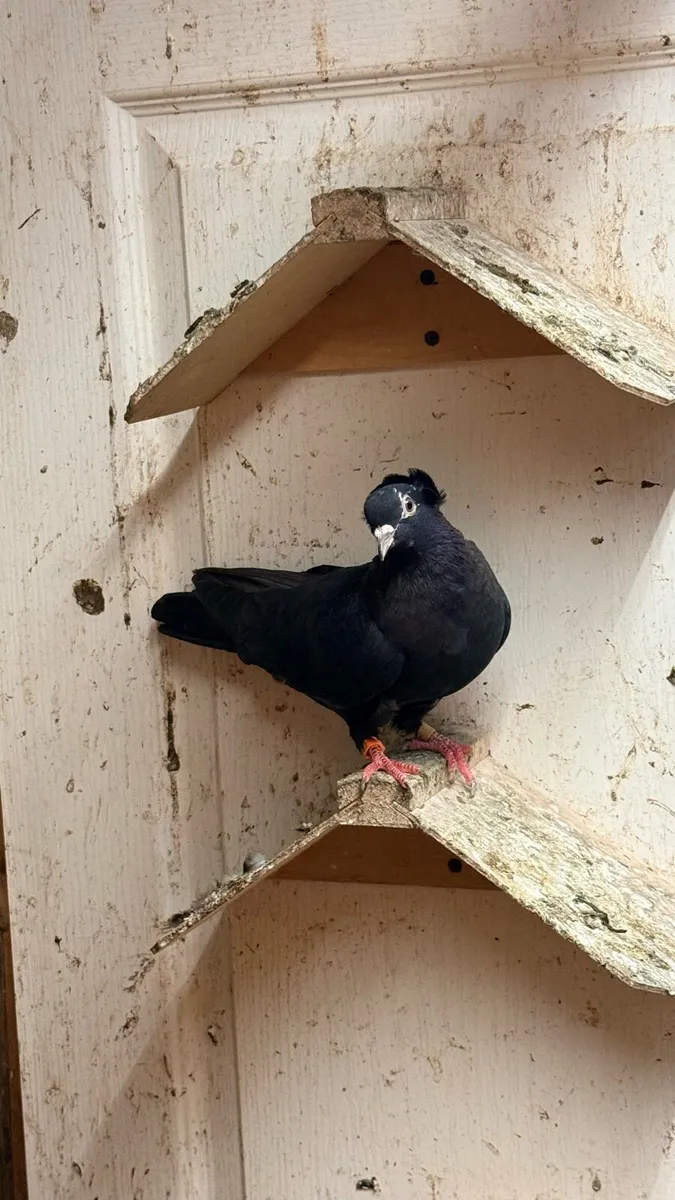 Pigeons baky tumblers and agaran tumbler tasman - Image 3