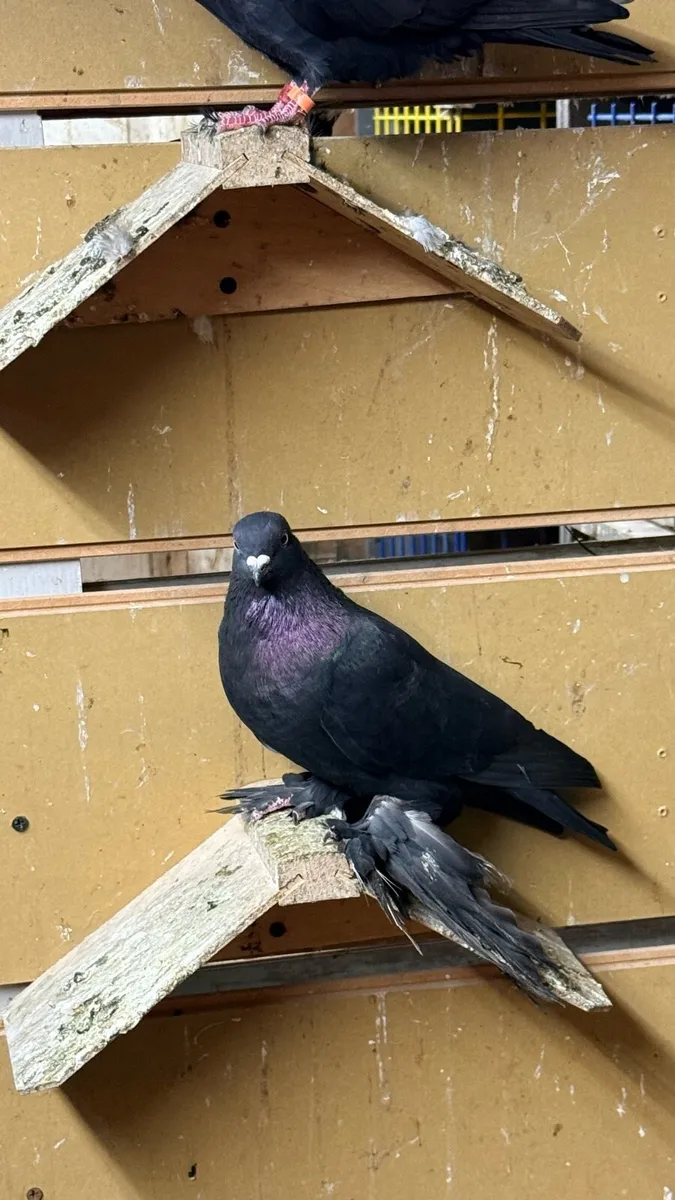 Pigeons baky tumblers and agaran tumbler tasman - Image 1