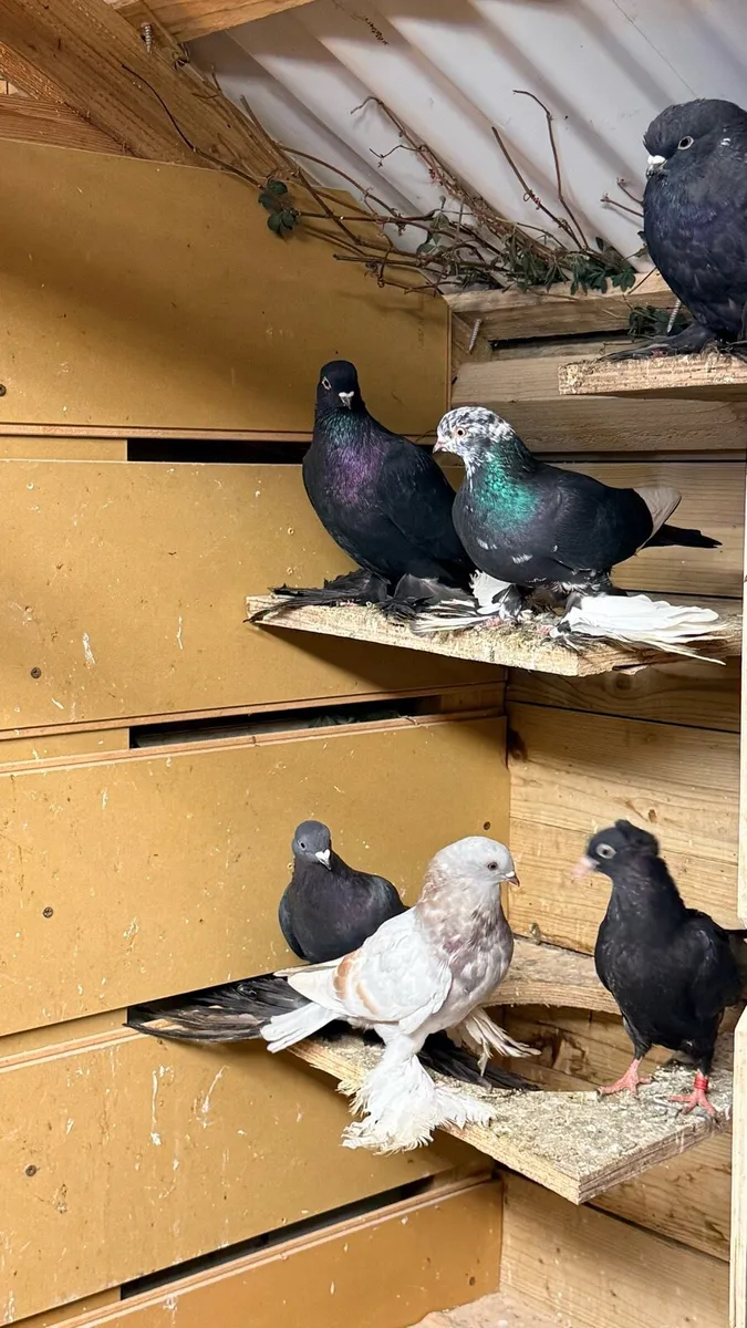 Pigeons baky tumblers and agaran tumbler tasman - Image 2