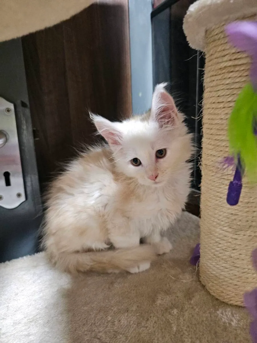 🐾❤️ Beautiful Maine Coon kittens TICA registered - Image 3