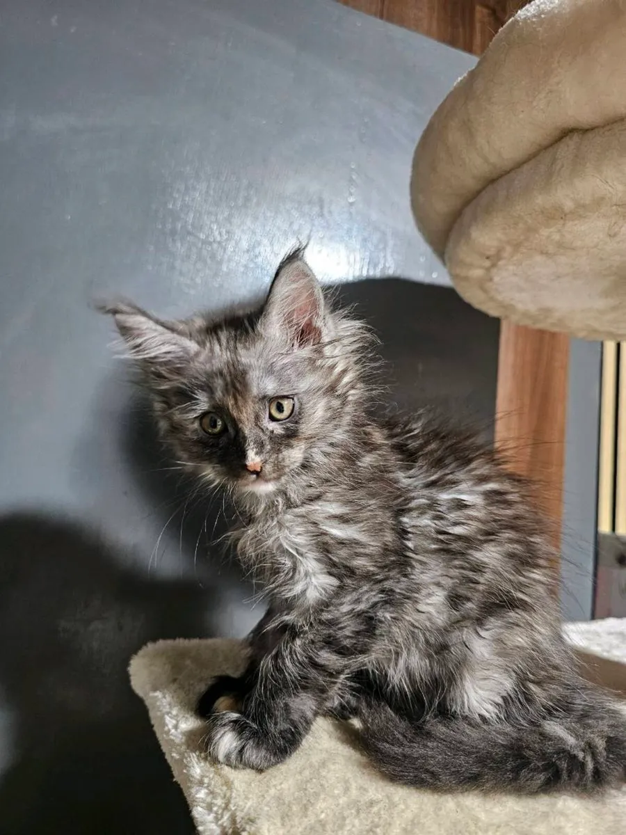 🐾❤️ Beautiful Maine Coon kittens TICA registered - Image 2