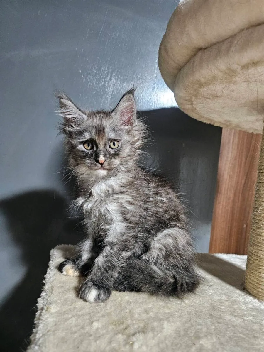 🐾❤️ Beautiful Maine Coon kittens TICA registered - Image 4