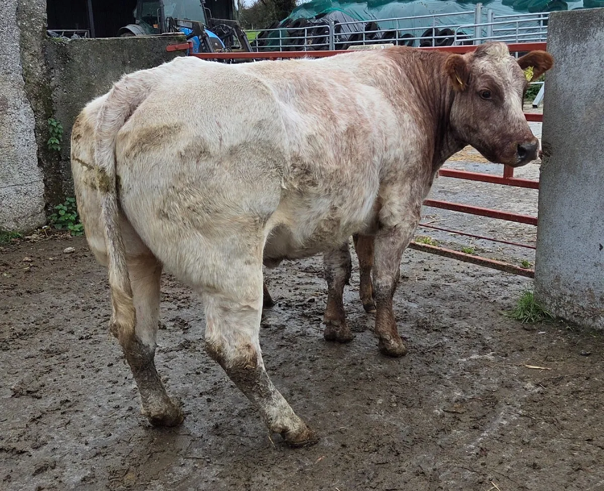 Roscrea Mart 23rd of October - Image 1