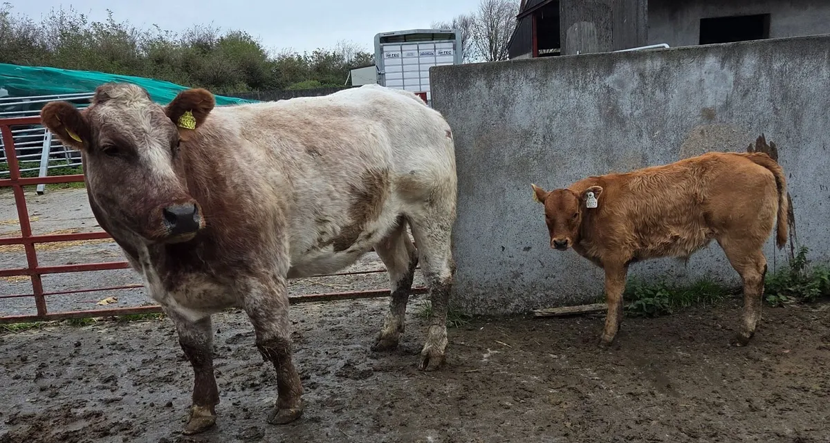 Roscrea Mart 23rd of October - Image 4