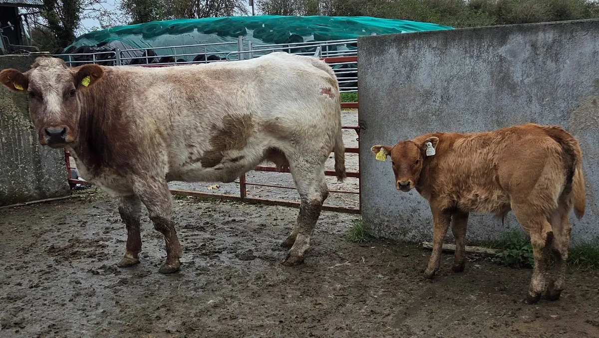 Roscrea Mart 23rd of October - Image 2