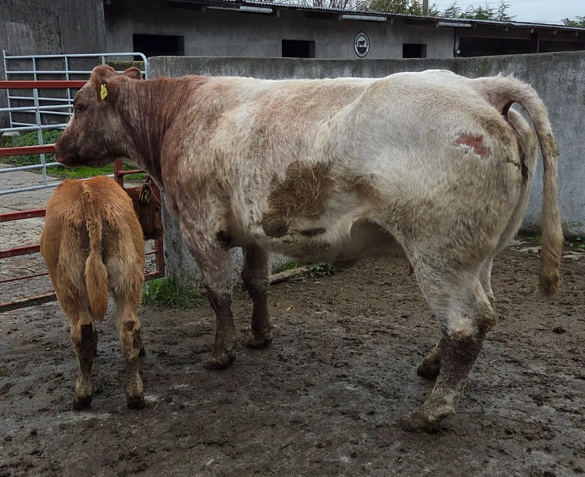 Roscrea Mart 23rd of October - Image 3