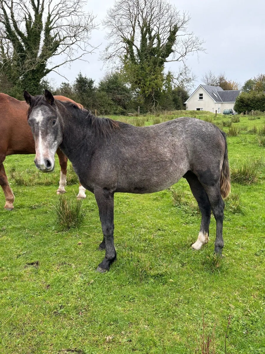 2yr old Connemara Colt - Image 1