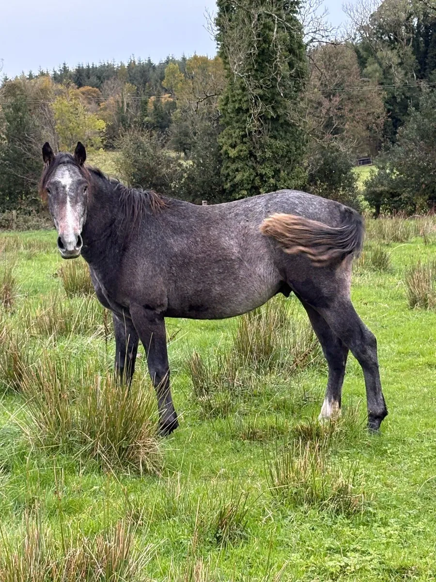 2yr old Connemara Colt - Image 2