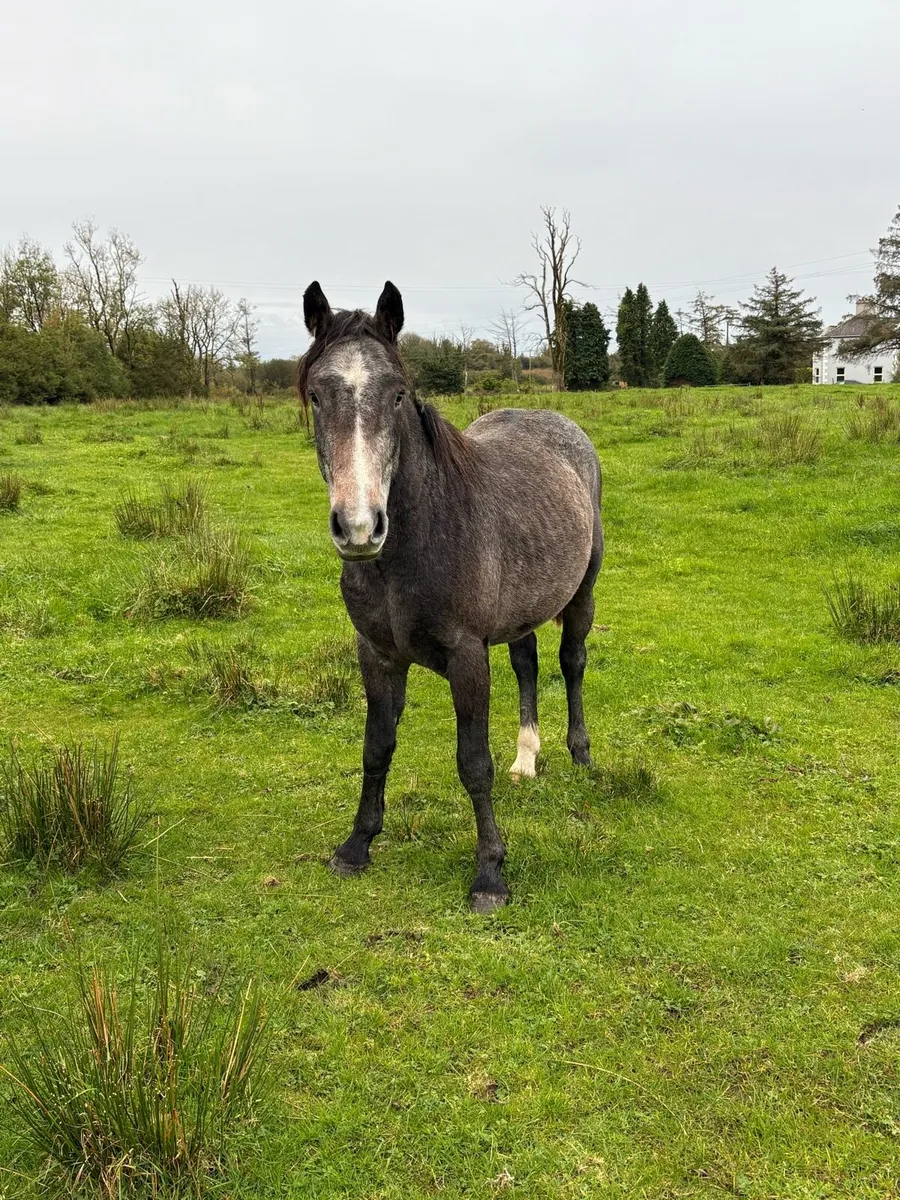 2yr old Connemara Colt - Image 3