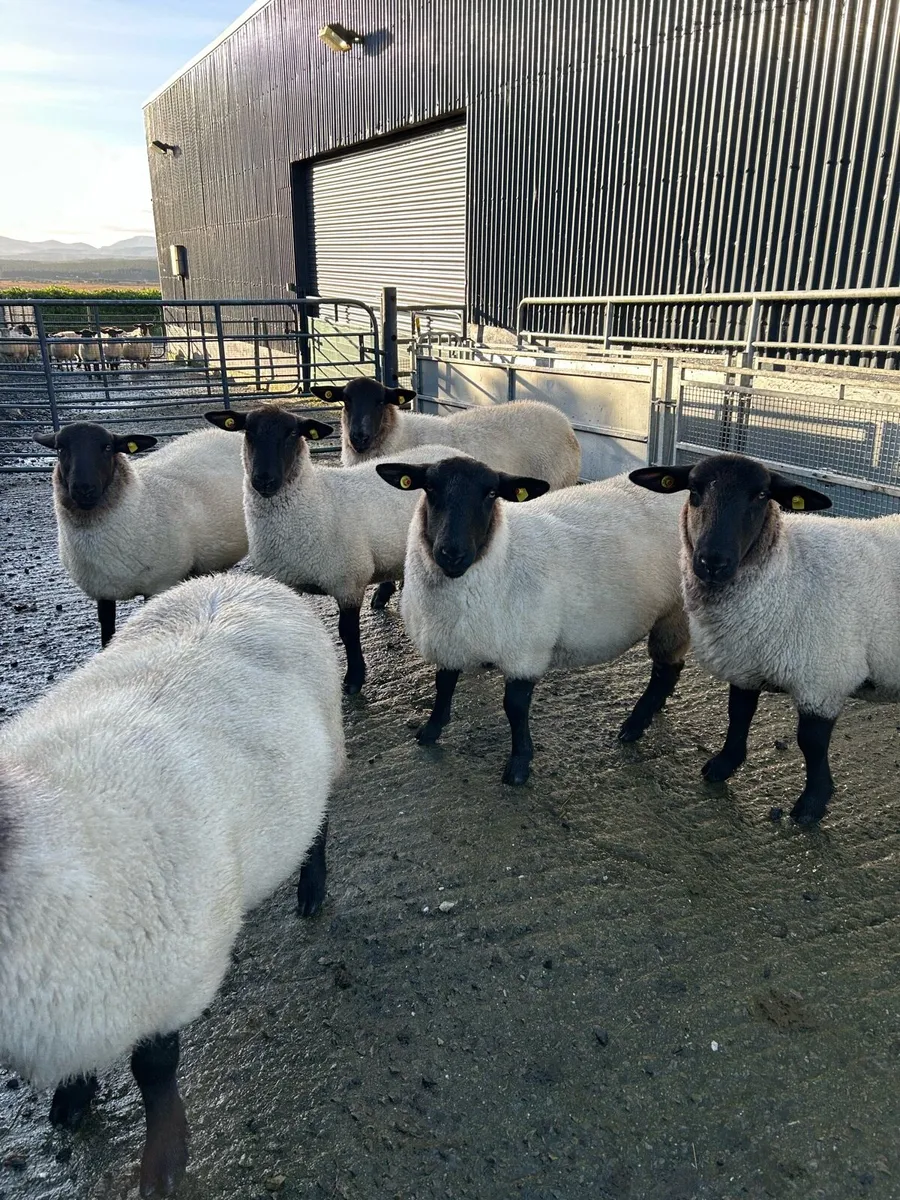 Hoggets ewes - Image 1