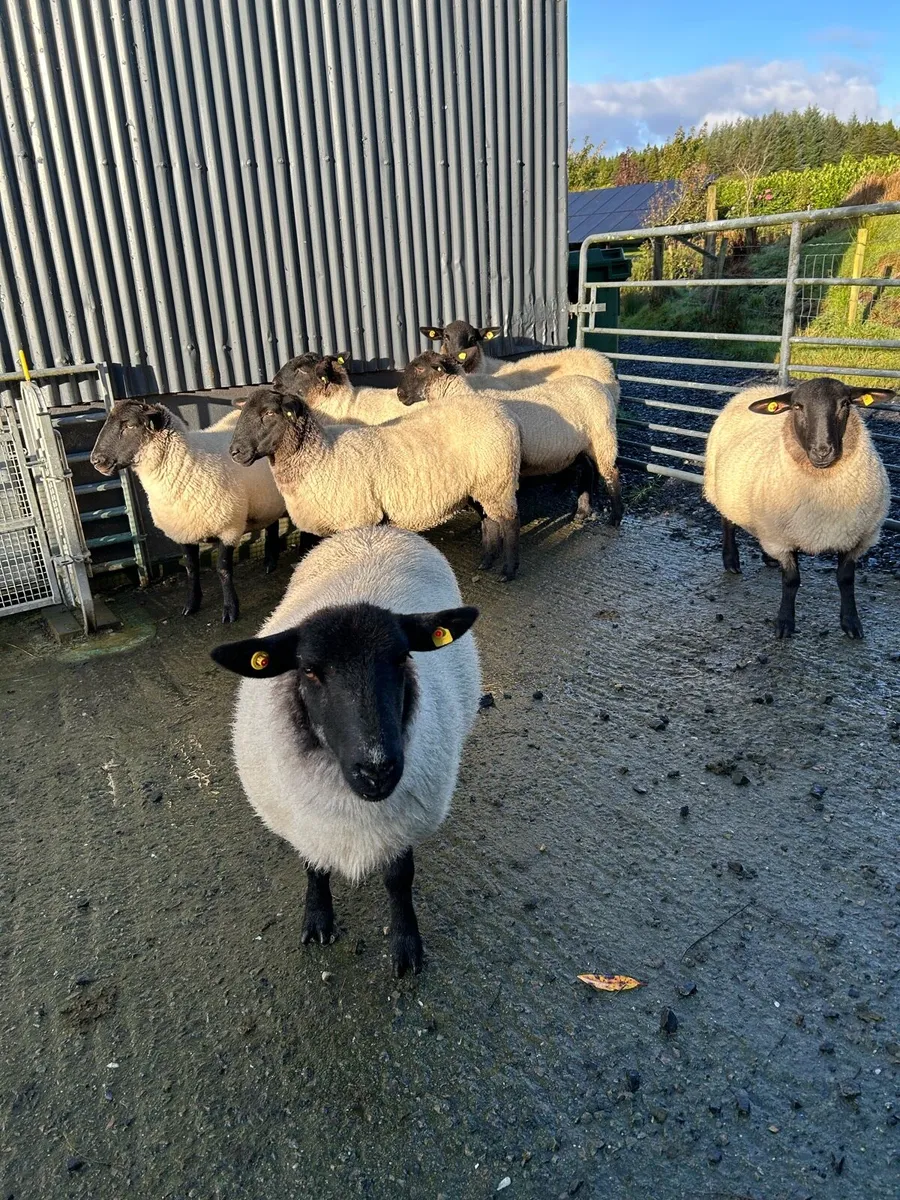 Hoggets ewes - Image 4