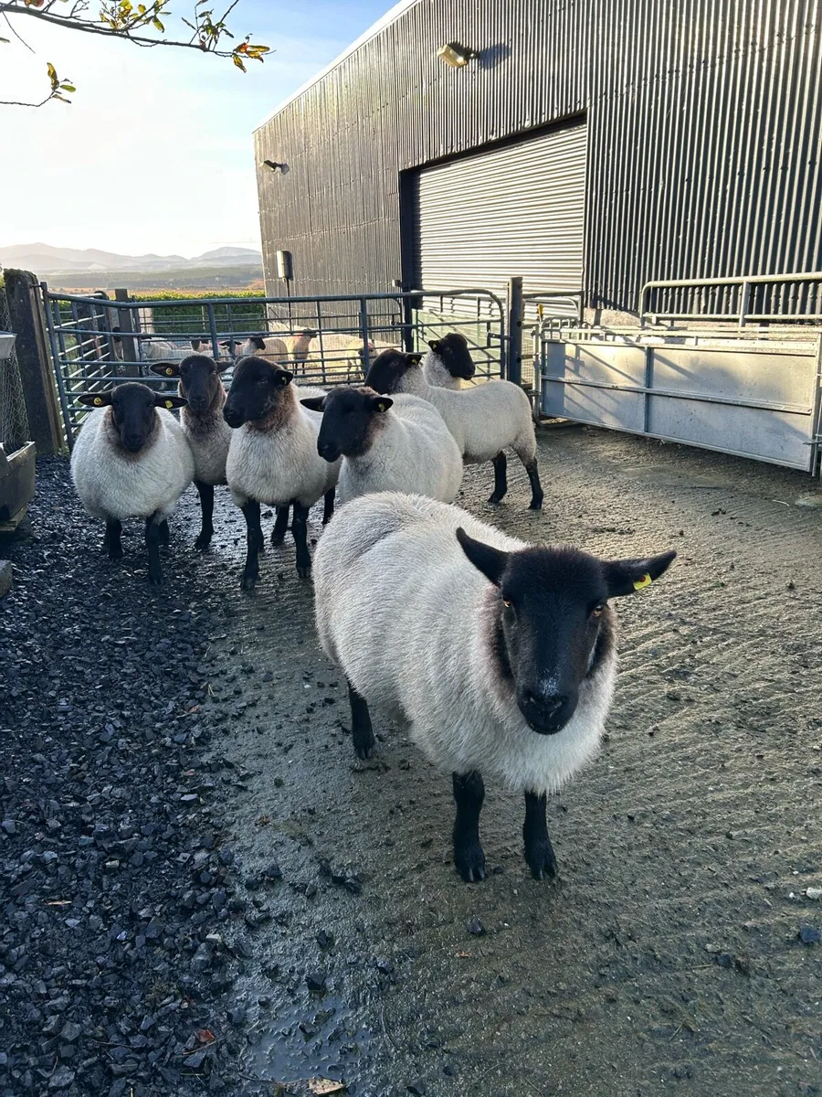 Hoggets ewes - Image 3