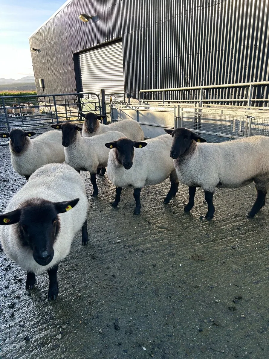Hoggets ewes - Image 2