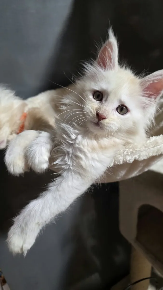 🐾❤️ Beautiful Maine Coon kittens TICA registered - Image 1