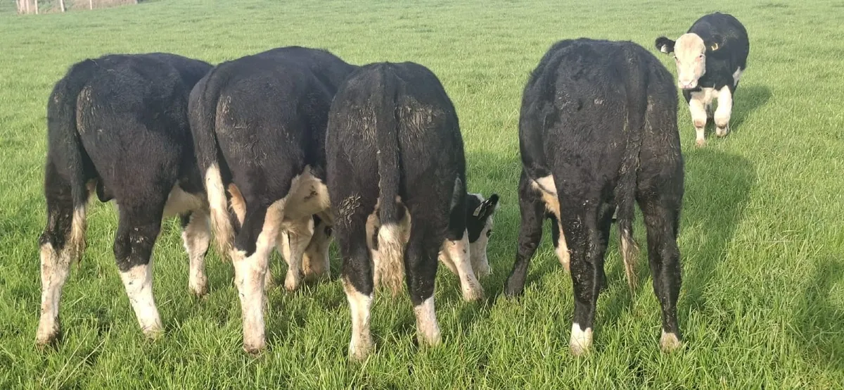6 Hereford Bull Wealings - Image 1
