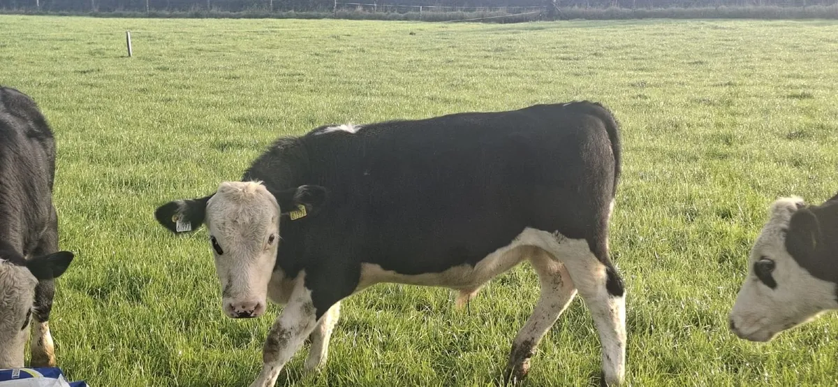 6 Hereford Bull Wealings - Image 2