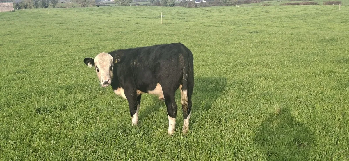 6 Hereford Bull Wealings - Image 3