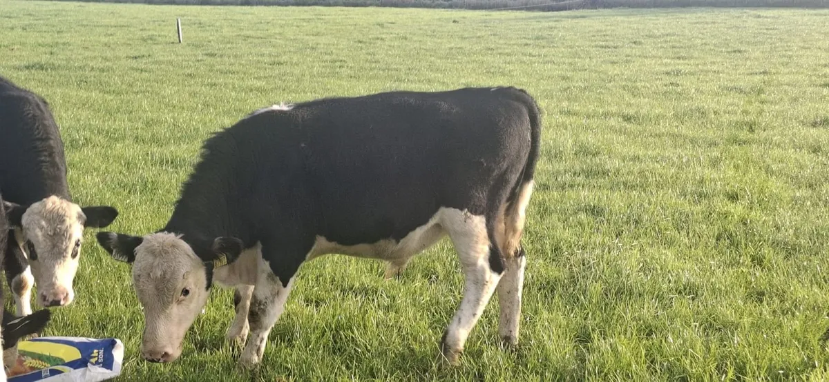 6 Hereford Bull Wealings - Image 4