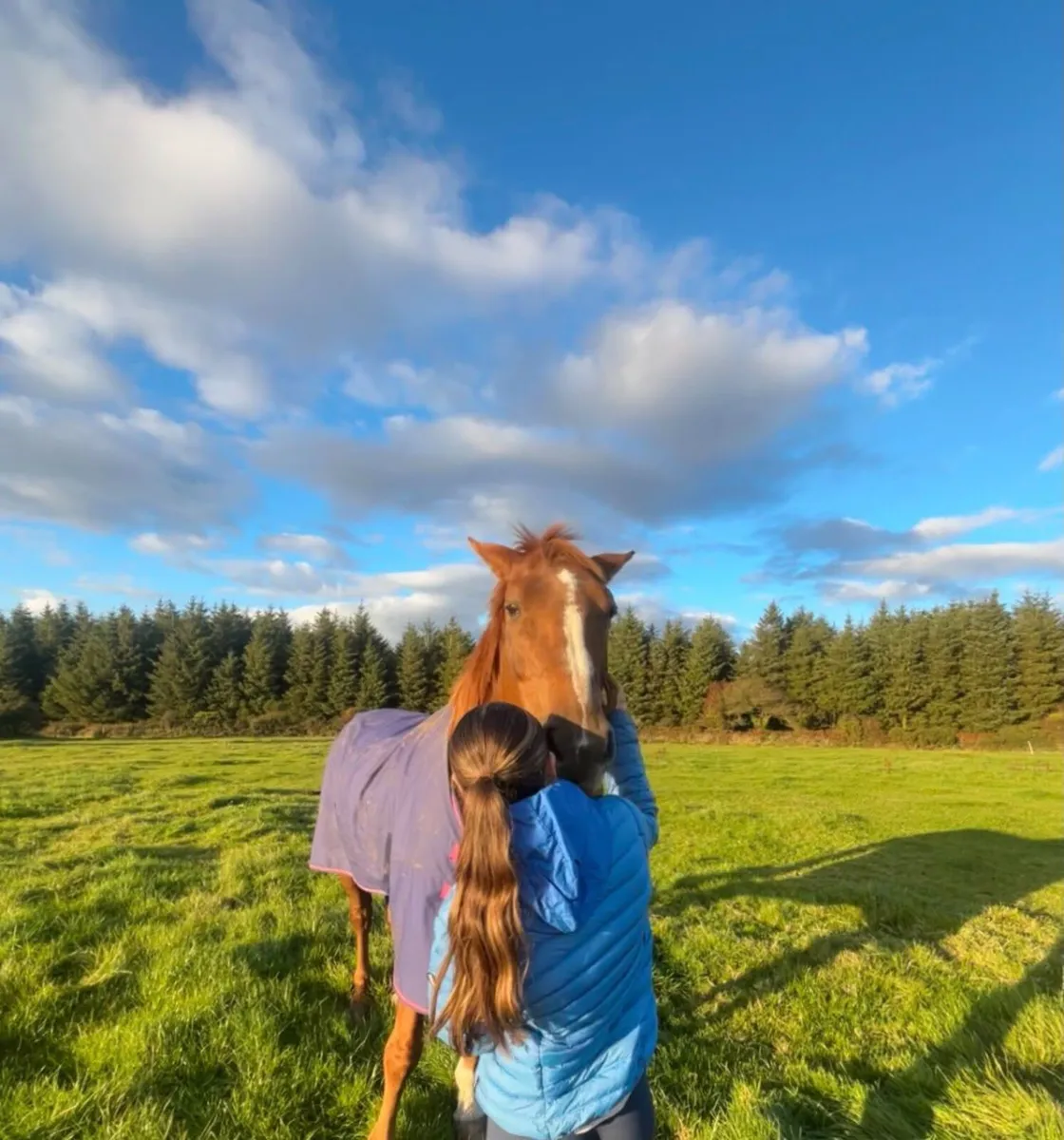 Beautiful 16.3hh Mare – Genuine All-Rounder - Image 3