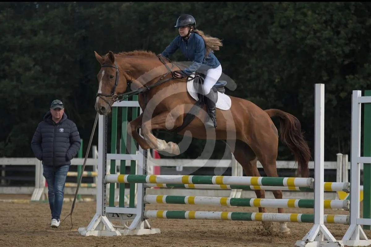 Beautiful 16.3hh Mare – Genuine All-Rounder - Image 4