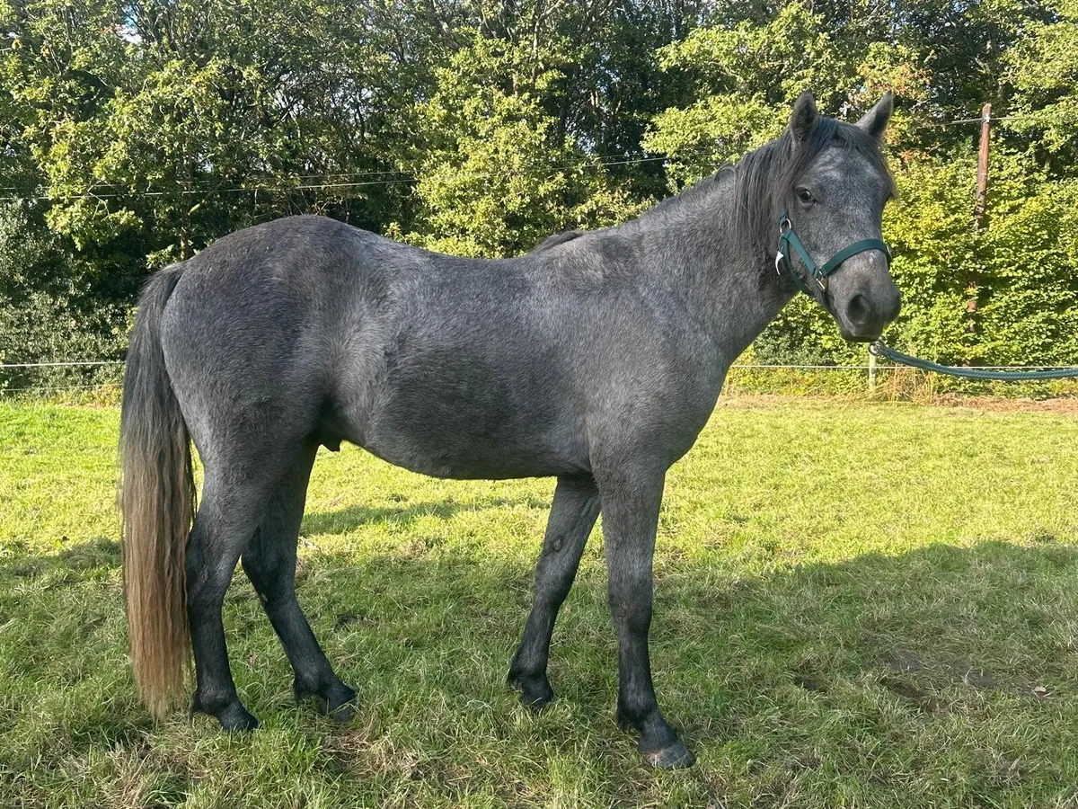 2 year old Connemara Gelding - Image 1