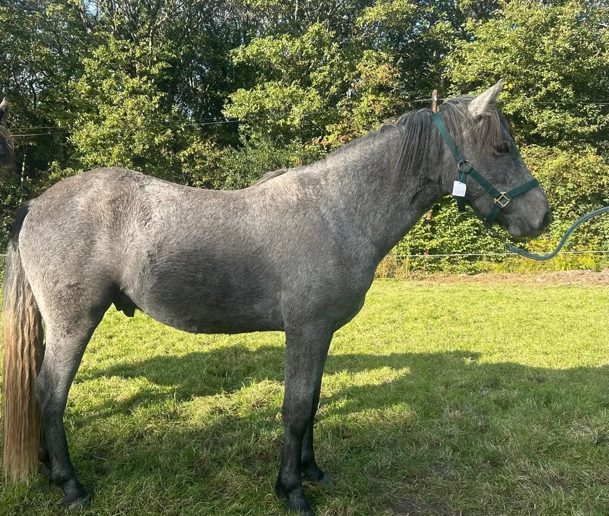 2 year old Connemara Gelding - Image 2