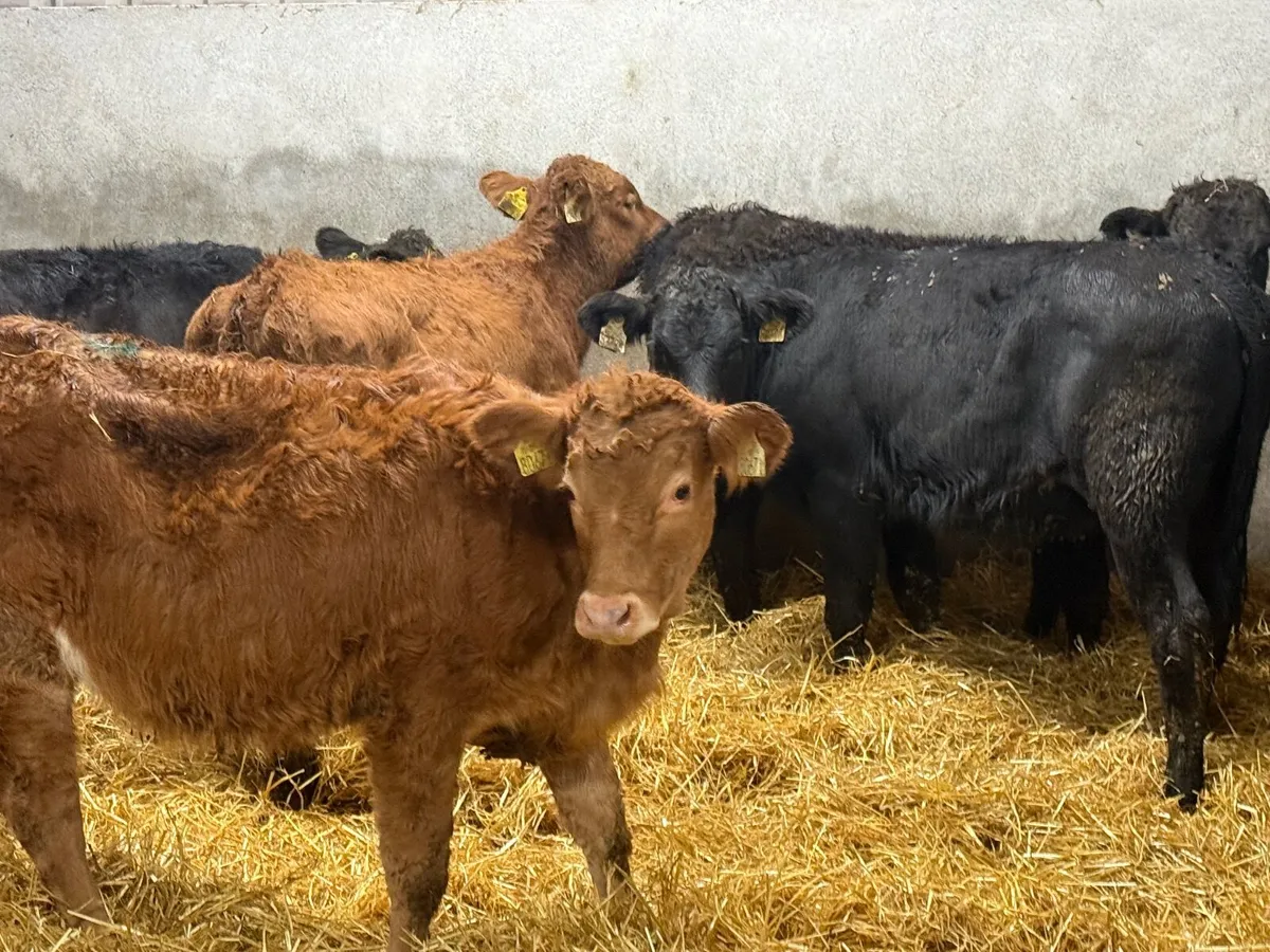 5 LIMOUSINE HEIFER WEANLINGS ( 4 & 5 ⭐️) - Image 1