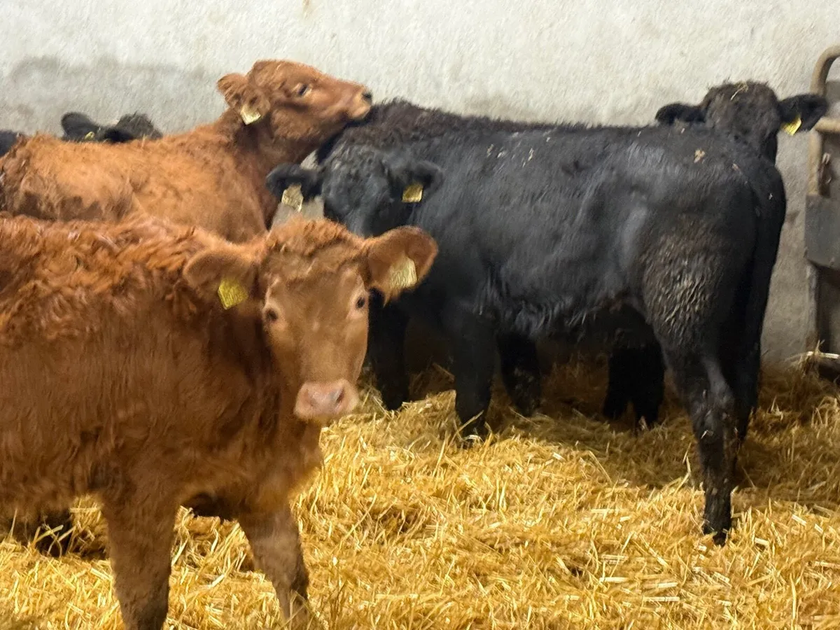 5 LIMOUSINE HEIFER WEANLINGS ( 4 & 5 ⭐️) - Image 3